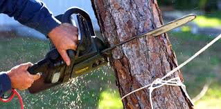 How Our Tree Care Process Works  in Fair Oaks, VA